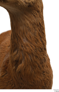 European roe deer neck 0003.jpg